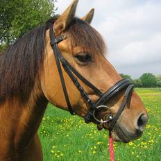 Anden særlig race Nigella