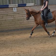 Welsh Partbred (Sec F) sweet about me *soul mate*