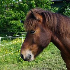 Islænder Vignir fra stutteri borg