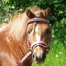 Anden særlig race Maja(prinsesse<3)