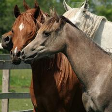 Arabisk fuldblod (OX) WML Al HaMee