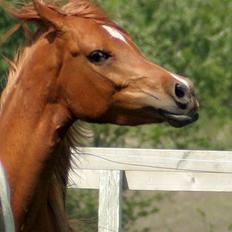 Arabisk fuldblod (OX) Waheds Nadia