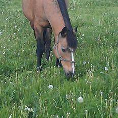 Connemara Nørlunds Targa/Conrad
