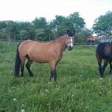 Connemara Nørlunds Targa/Conrad