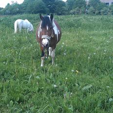 Anden særlig race Mille (Pensioneret)