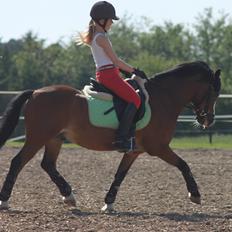 Welsh Mountain (sec A) Springbourne Huckleberry (Hugo) A-pony