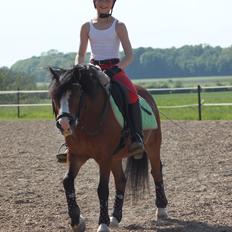 Welsh Mountain (sec A) Springbourne Huckleberry (Hugo) A-pony