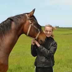 Dansk Varmblod Akeem Forever in my heart