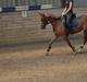 Welsh Partbred (Sec F) sweet about me *soul mate*