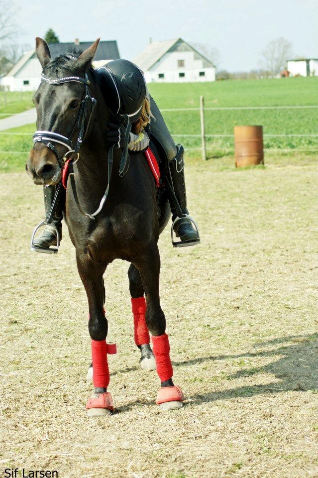 New Forest monica søblink<3 (solgt):'( billede 18