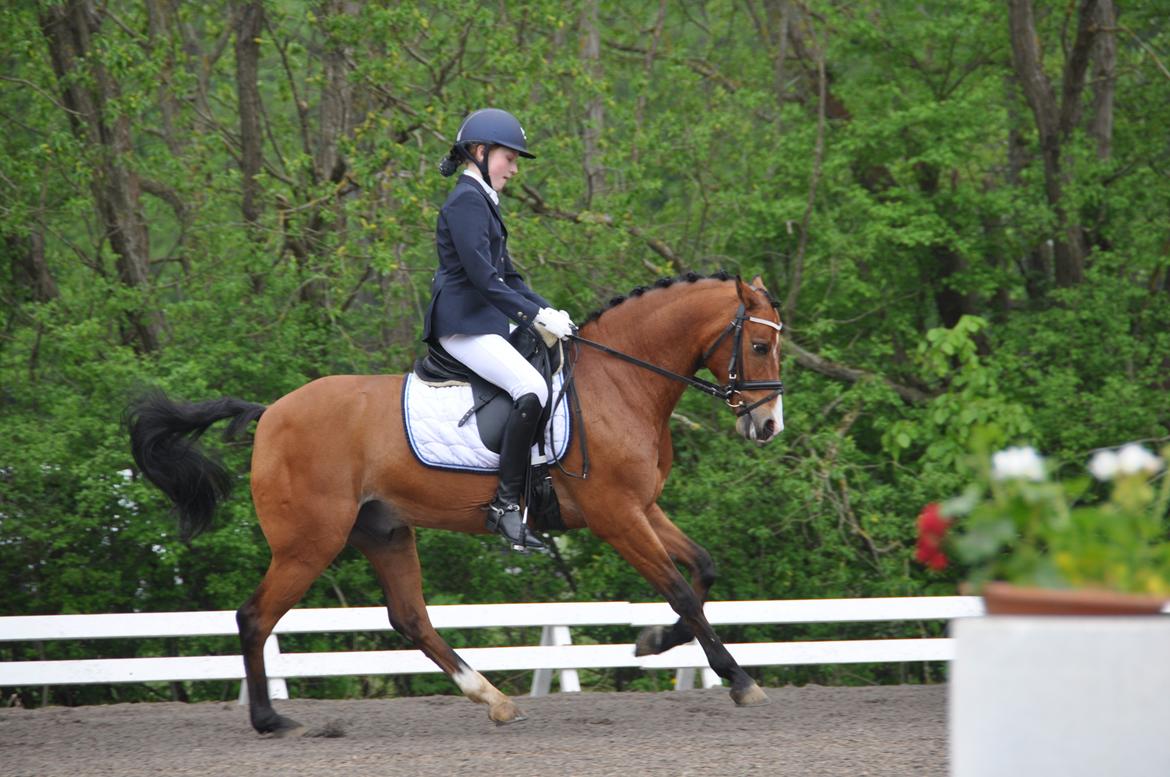 DSP Lundgårds Adonis halv A-pony SOLGT - Sydjyskmesterskab 2013 2 plads :)) billede 4