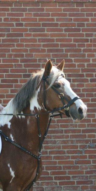 Pinto † Pucahontas † billede 2