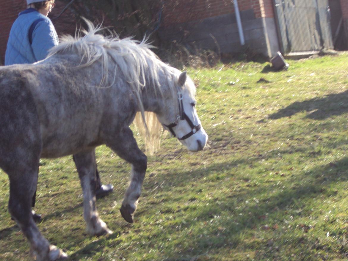 Anden særlig race Milton Solgt - Milton billede 1