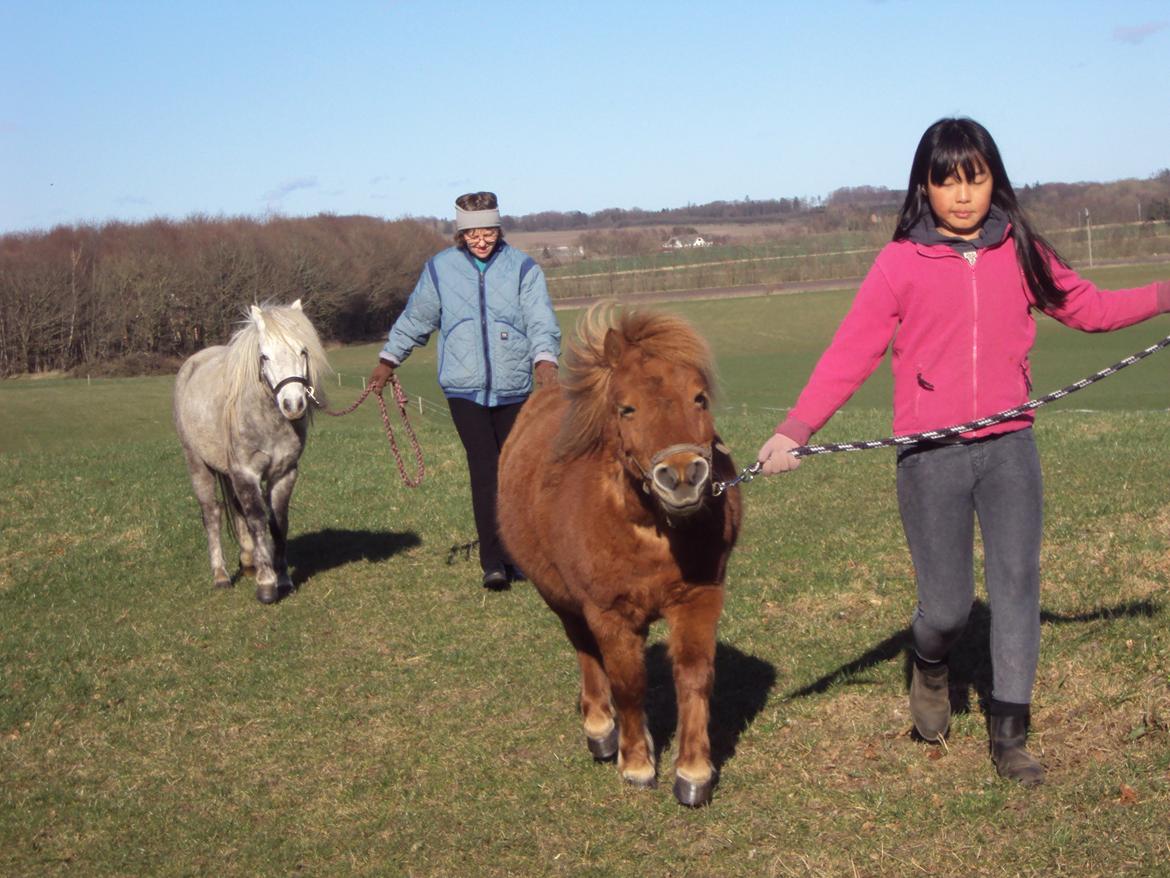 Anden særlig race Milton Solgt - vi tager heste ind billede 2