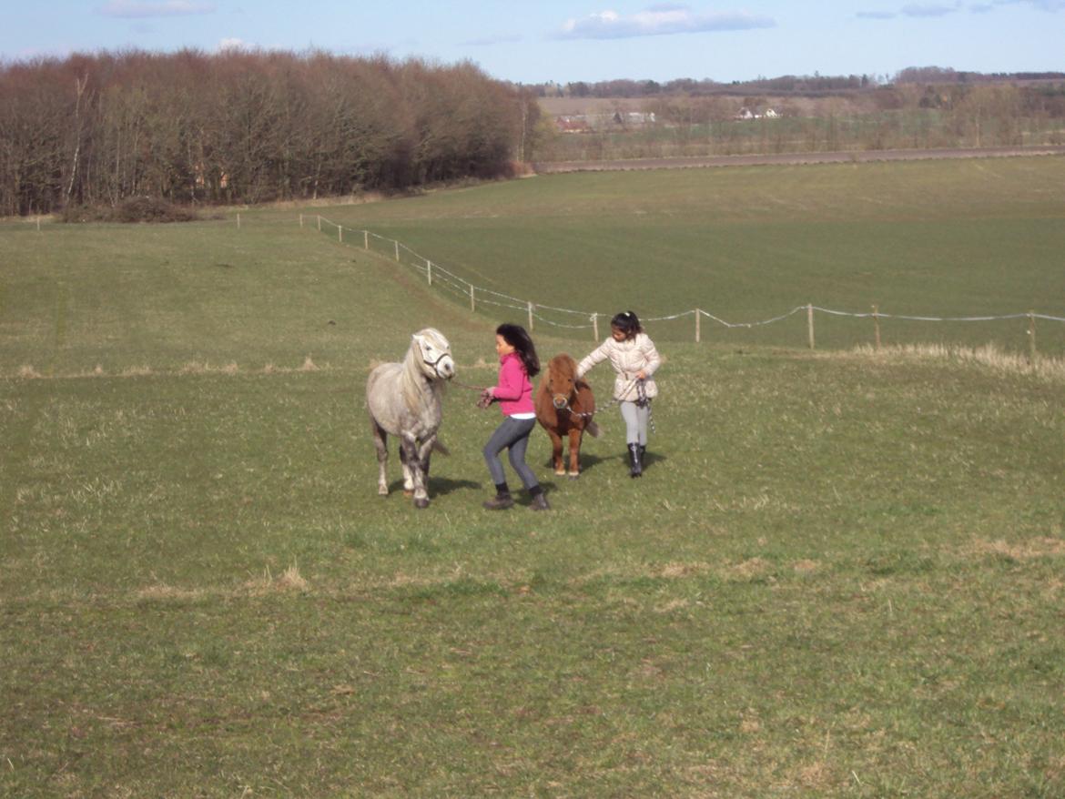 Anden særlig race Milton Solgt - mig og min ven tager heste ind  billede 6