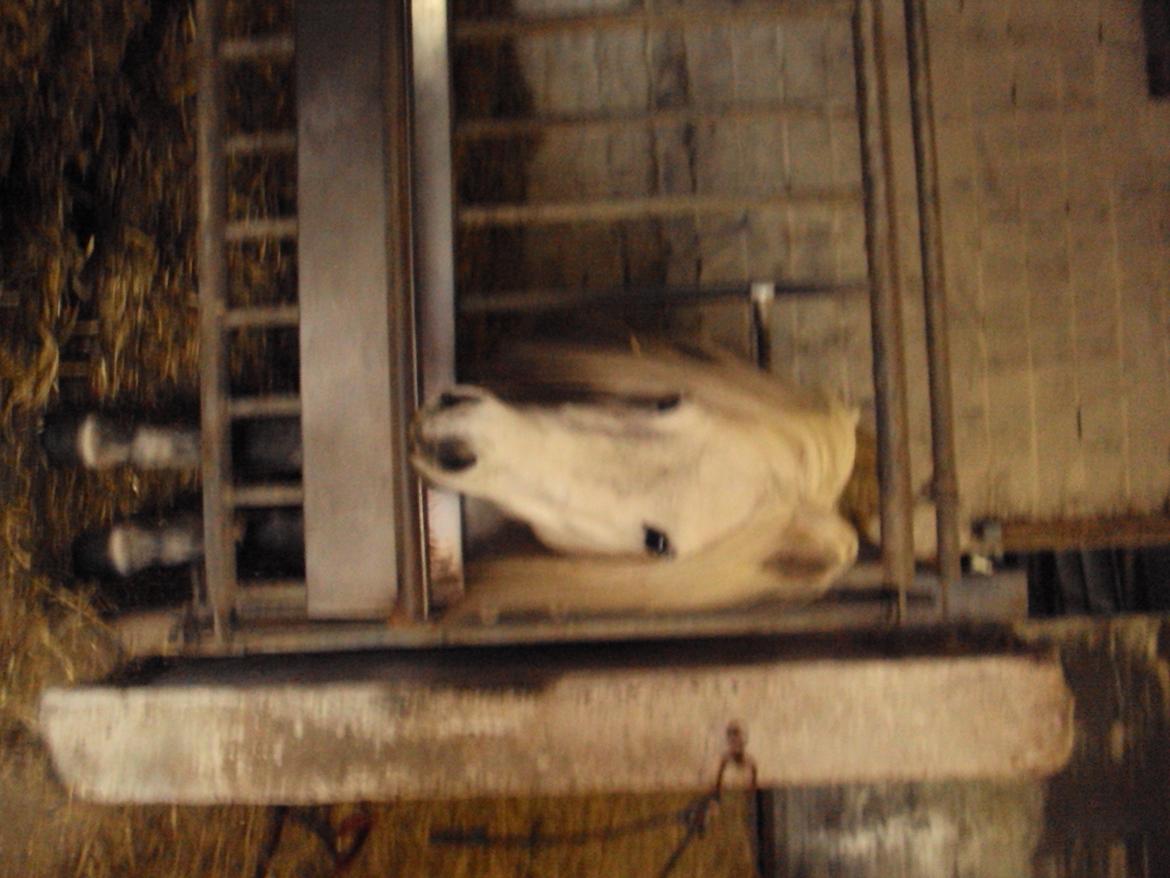 Anden særlig race Milton Solgt - Milton i sin boks billede 7