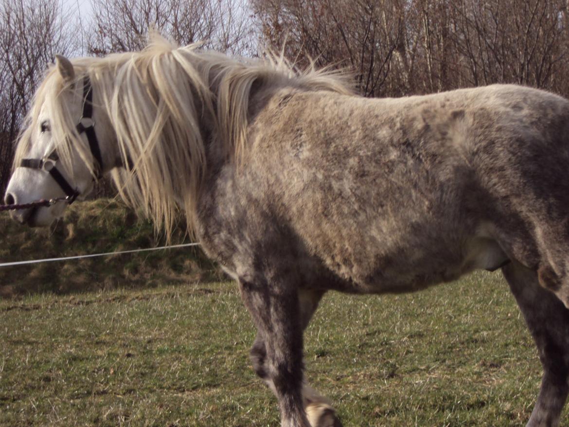Anden særlig race Milton Solgt - Milton billede 9
