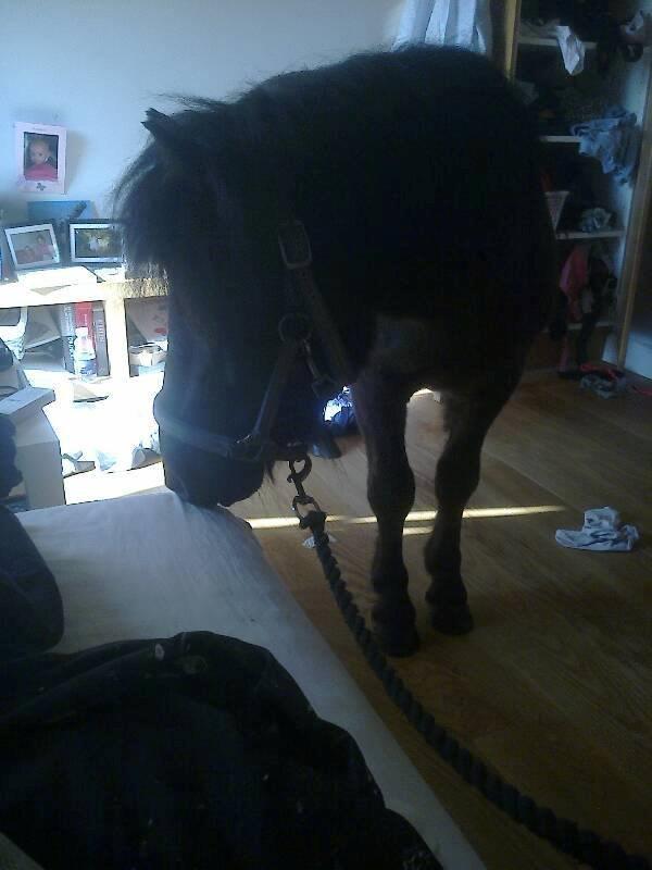 Shetlænder Sønderskovs Racing - Hvad mor ikke ved! :) billede 6