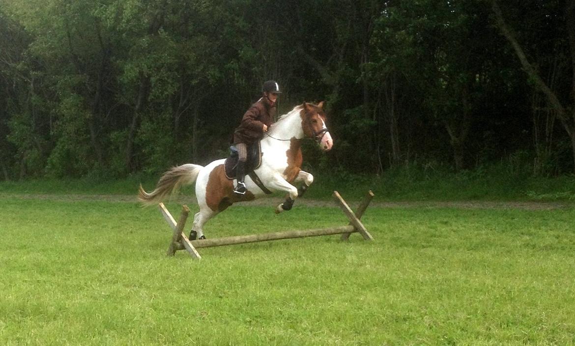 Pinto Sunshine - Sunshine d. 28/5-2013 billede 11