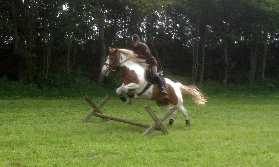 Pinto Sunshine - dygtig pintodreng d. 28/5-2013 billede 12