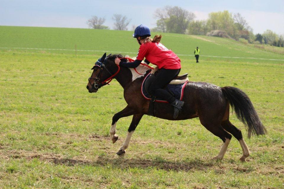 Pinto Foxy - på vej i mål, 3 flag nr. 1 jaa billede 2