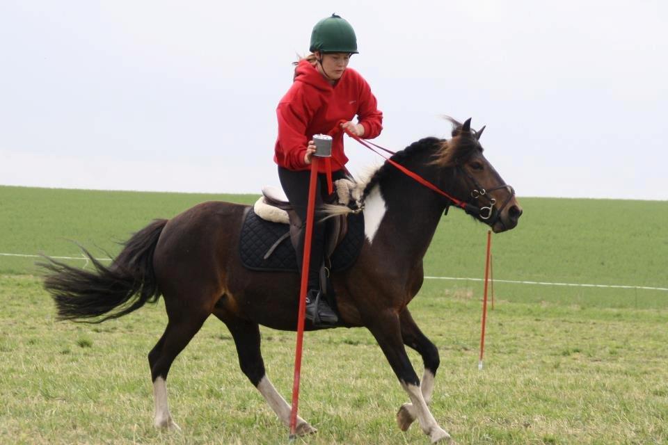 Pinto Foxy billede 6