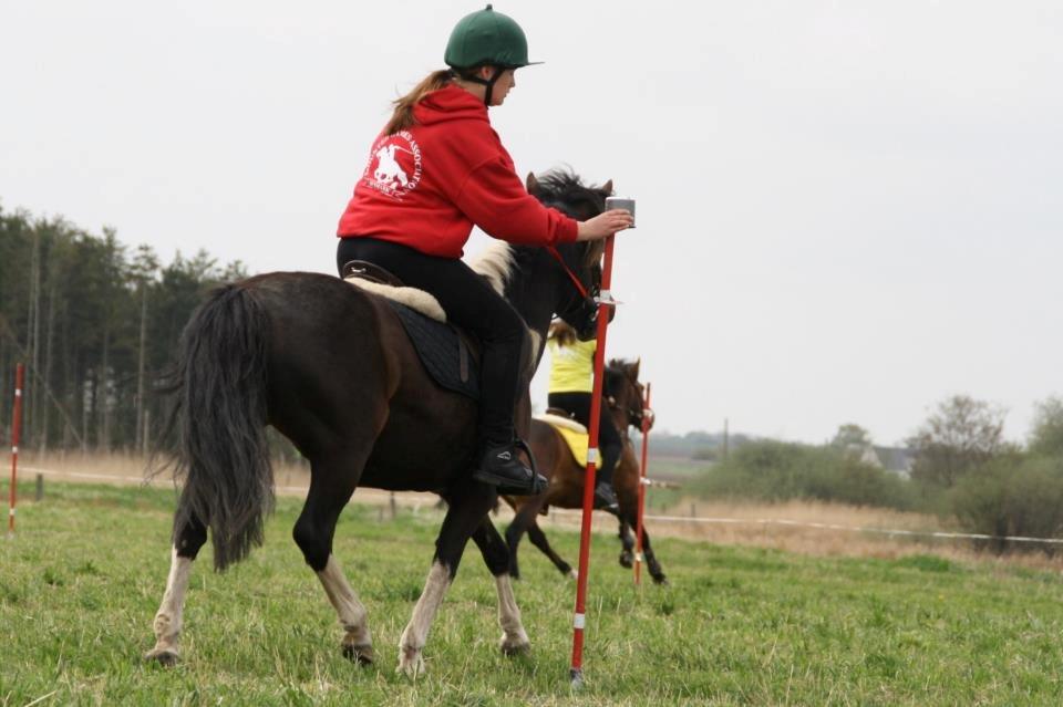 Pinto Foxy billede 7