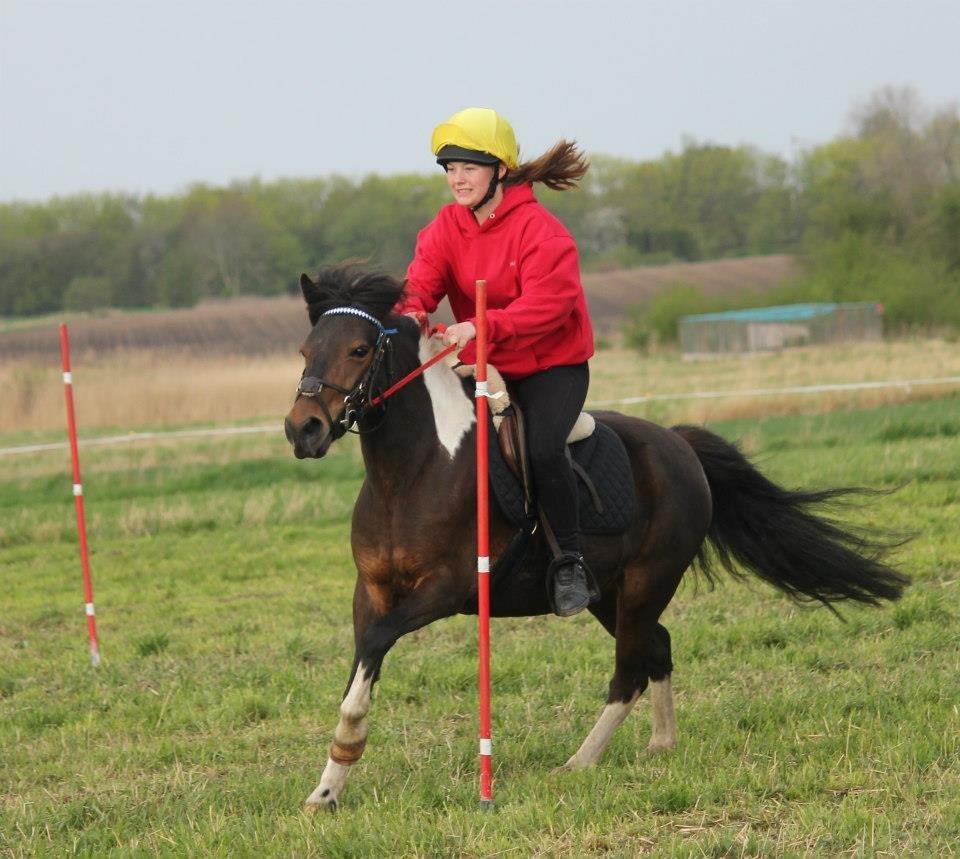 Pinto Foxy billede 8