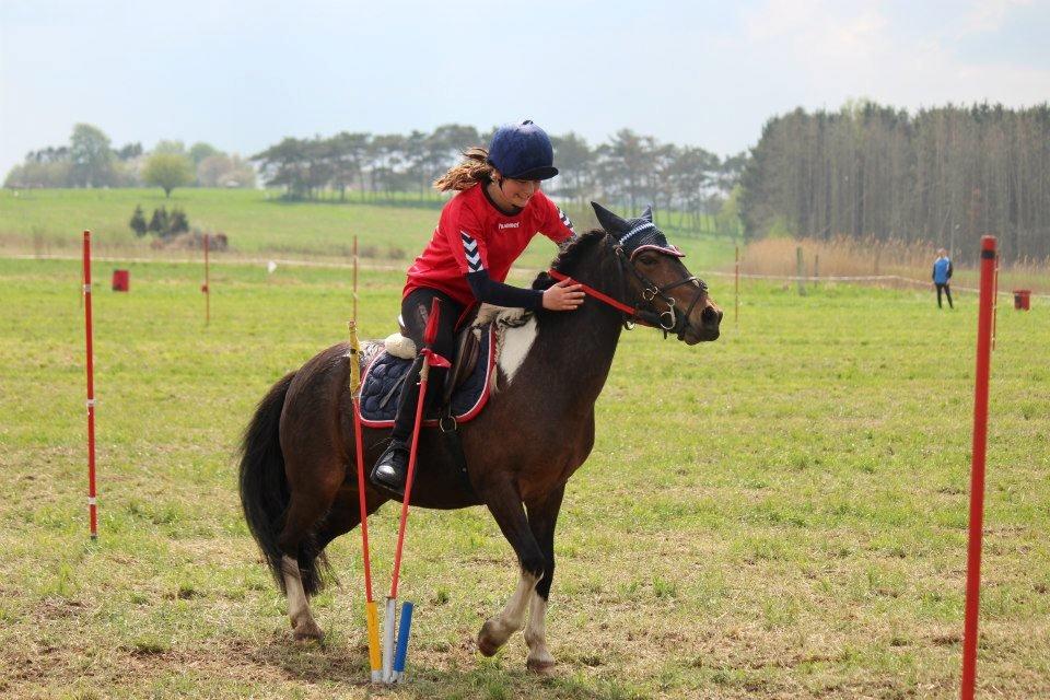 Pinto Foxy - Dygtig ponse billede 3