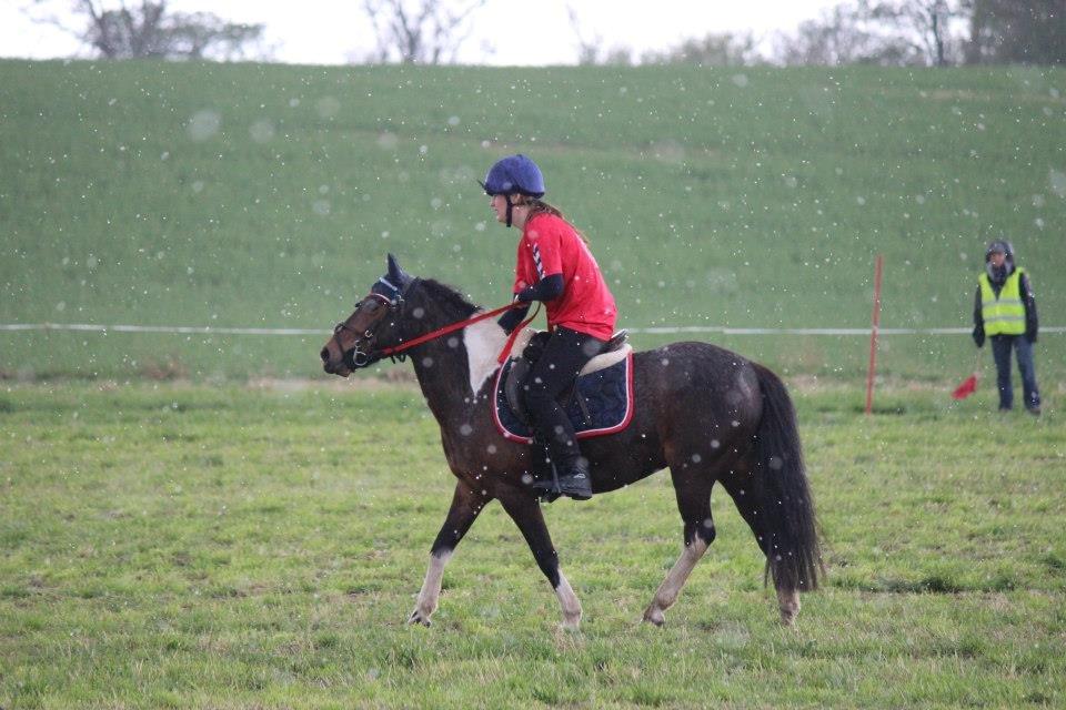 Pinto Foxy - HAVL VEJR I MAJ!!!! billede 4