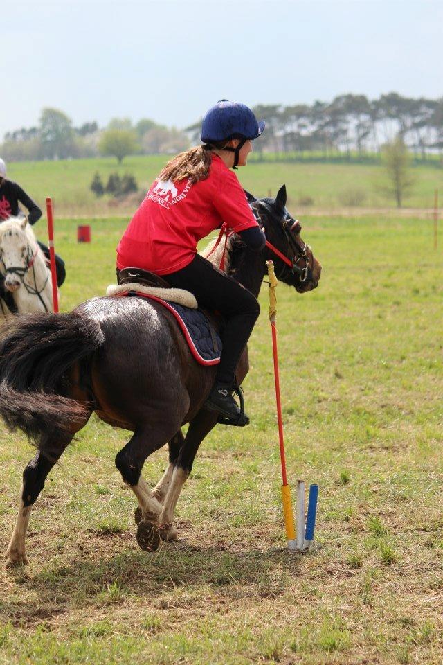 Pinto Foxy billede 5