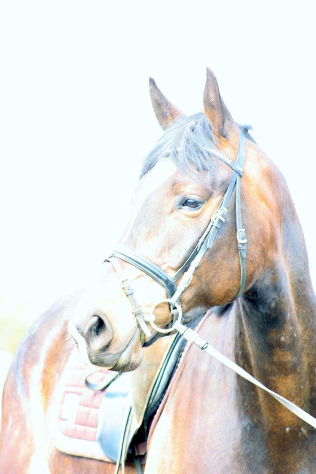 Anden særlig race Sir Charming Felix billede 6