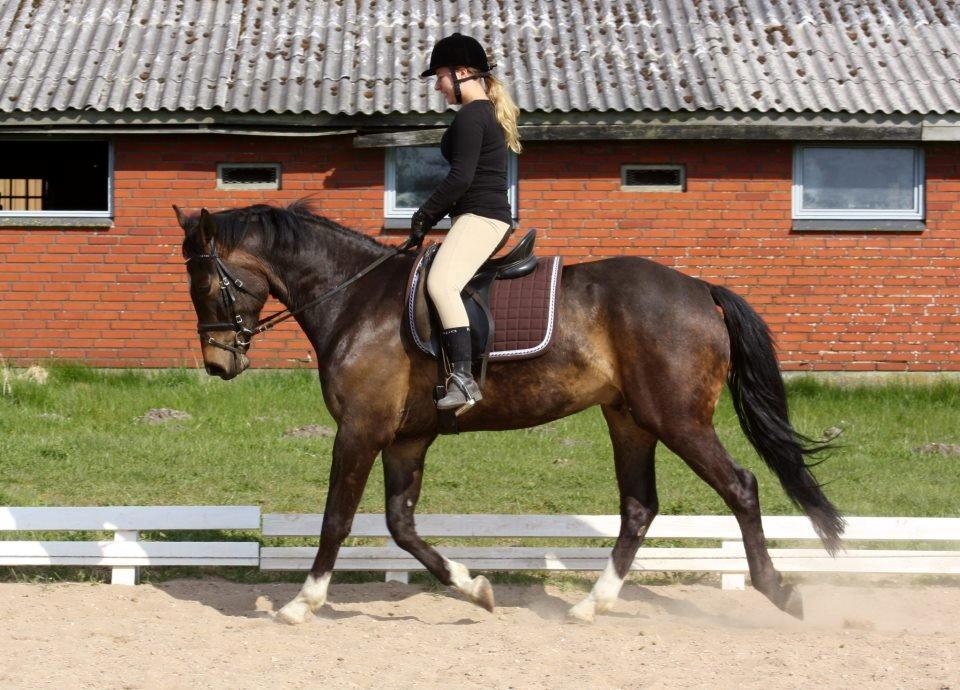 Anden særlig race Sir Charming Felix billede 8