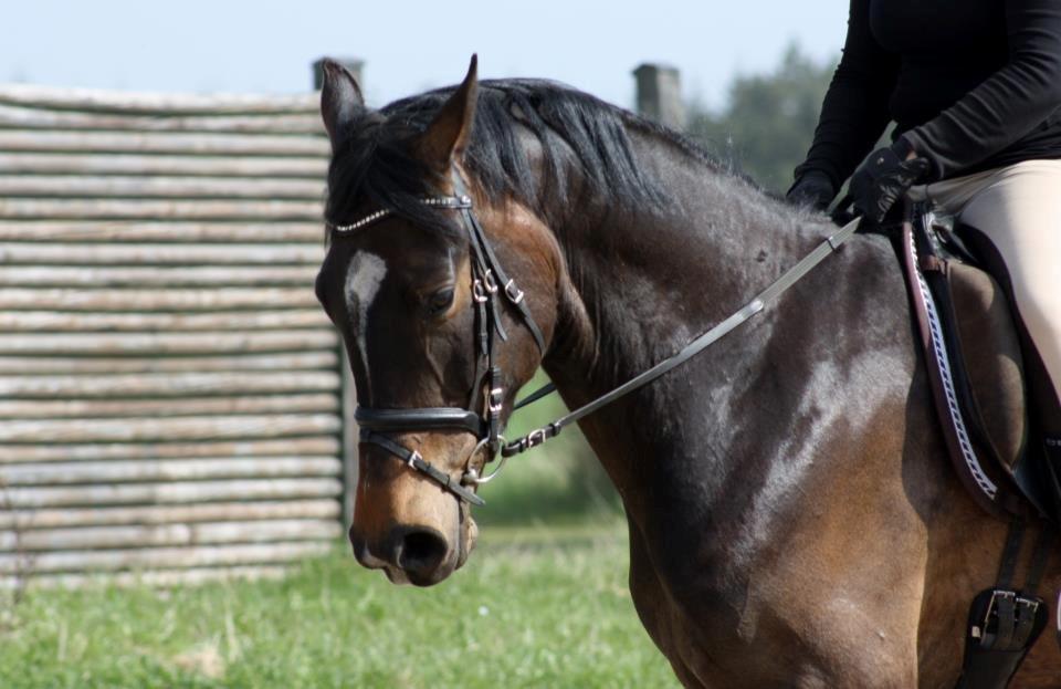 Anden særlig race Sir Charming Felix billede 10