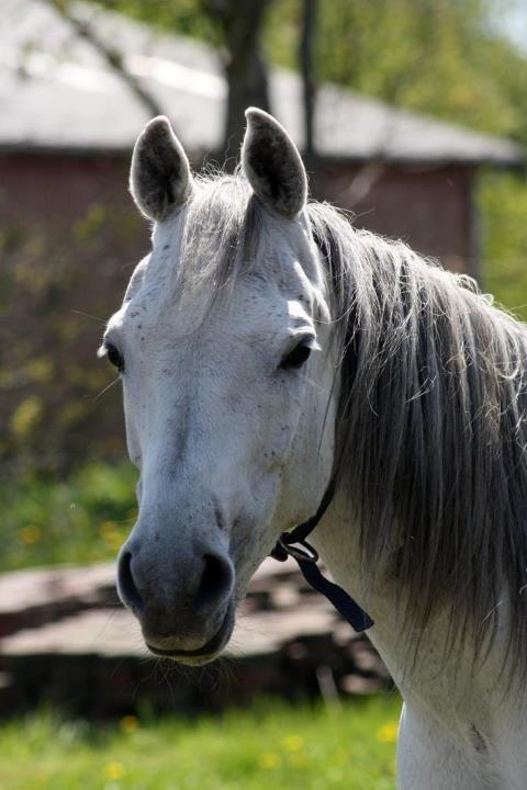Arabisk fuldblod (OX) Jamal al din - Da jeg lige havde fået ham hjem igen efter 2 mdr. på Højgård pga han havde brækkede kæben billede 13