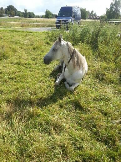 Arabisk fuldblod (OX) Jamal al din - På sommer ferie hos min søster billede 14