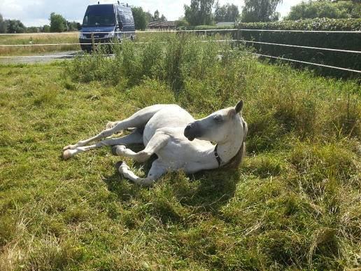 Arabisk fuldblod (OX) Jamal al din - På sommer ferie hos min søster billede 15