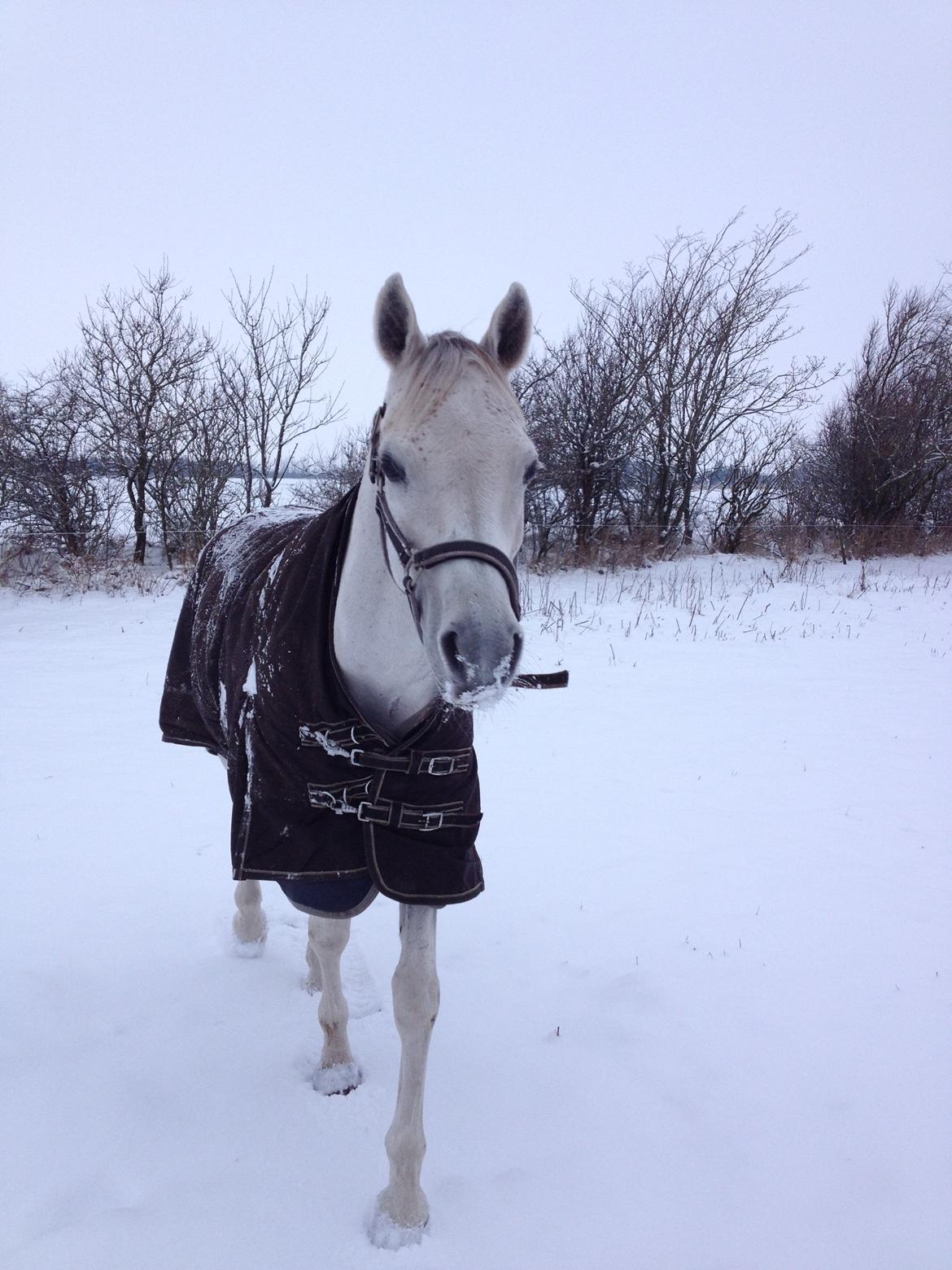 Arabisk fuldblod (OX) Jamal al din - Vinteren 2013 billede 16