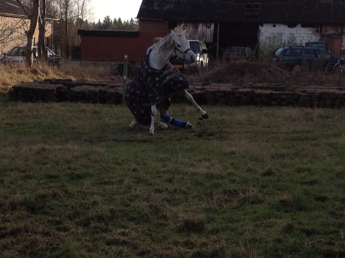 Arabisk fuldblod (OX) Jamal al din - Først dag på fold efter 1 mdr boks ro pga han har skåret benet op på sig selv. billede 17