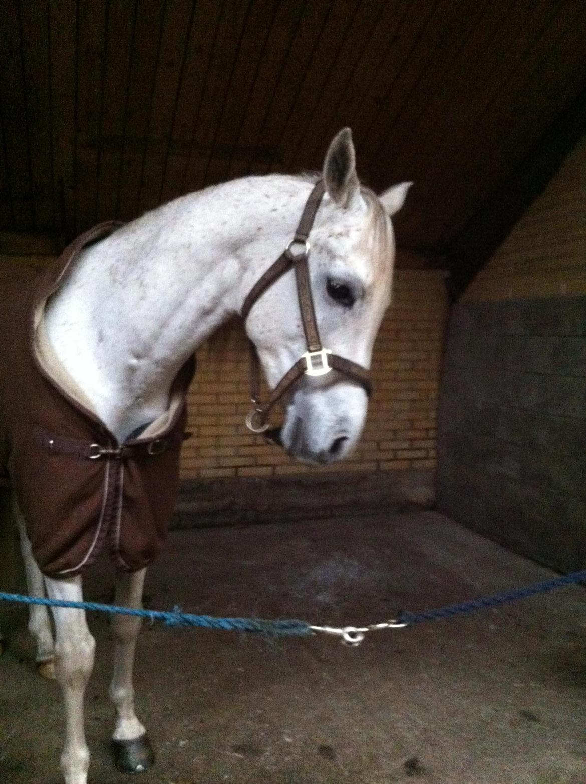 Arabisk fuldblod (OX) Jamal al din - Stald hygge billede 18