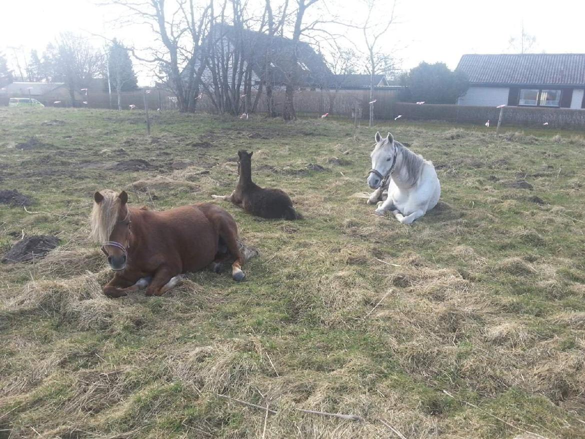 Arabisk fuldblod (OX) Jamal al din - På pension hos min søster billede 19