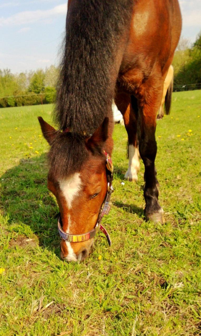 Anden særlig race Lady <3 - Super dejligt med sommervejr! <3 billede 8