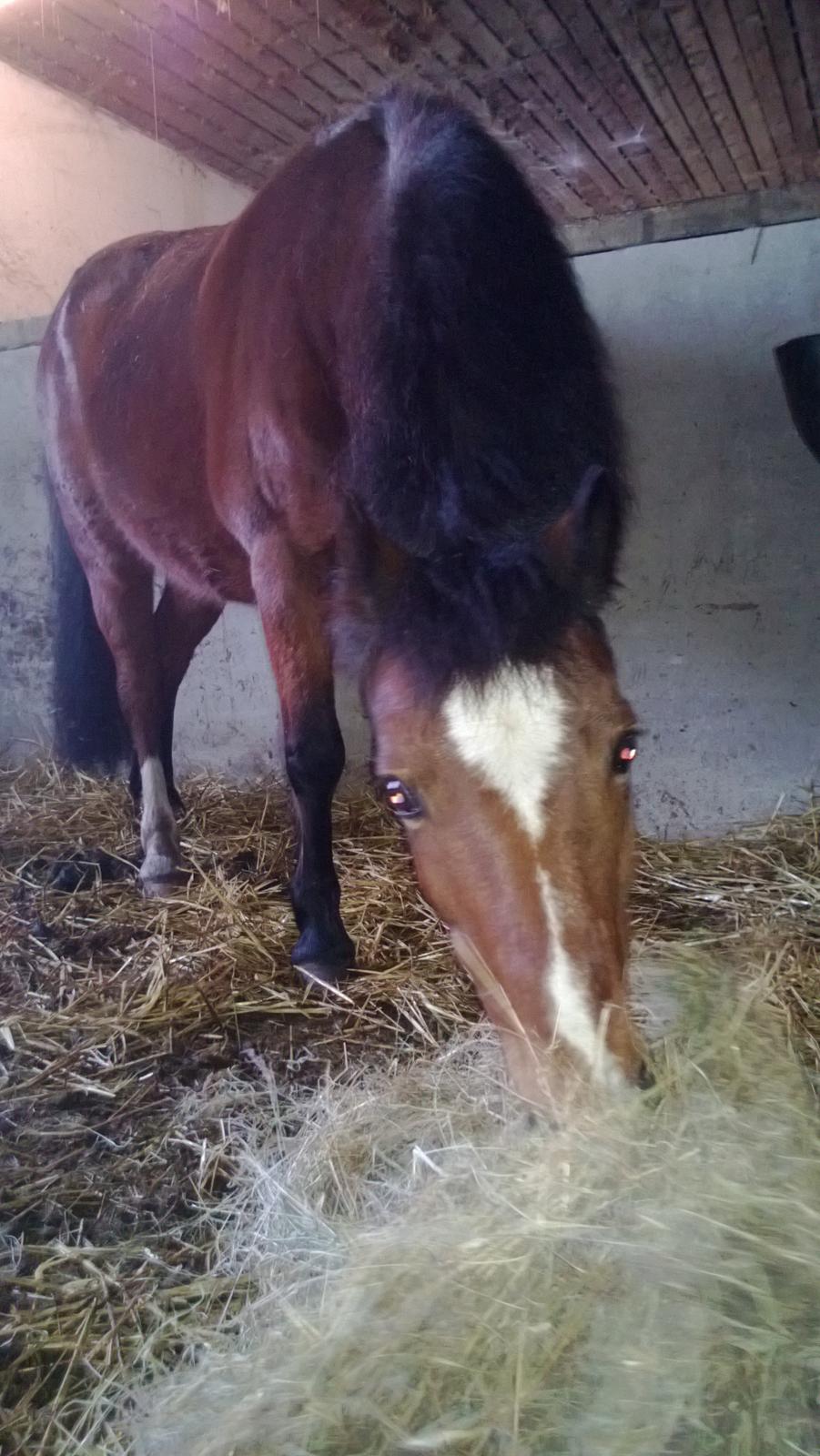 Anden særlig race Lady <3 - Ja.....Du er jo smuk! ;-) billede 10