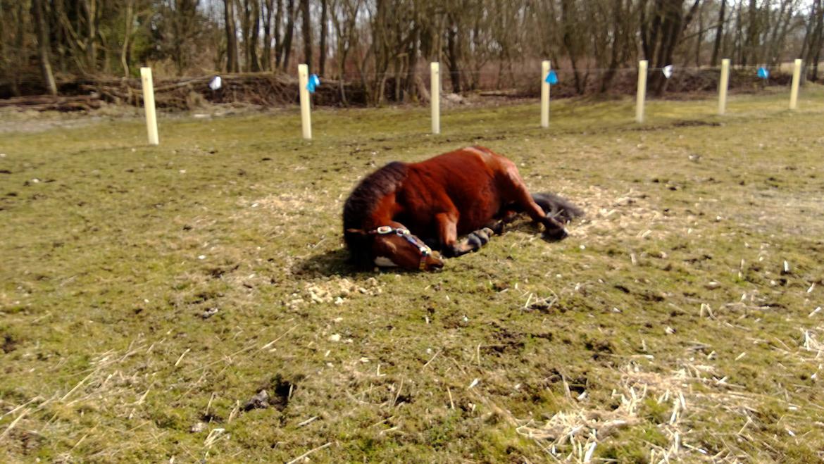 Anden særlig race Lady <3 - Sover lige på marken så hygge! :-P billede 11