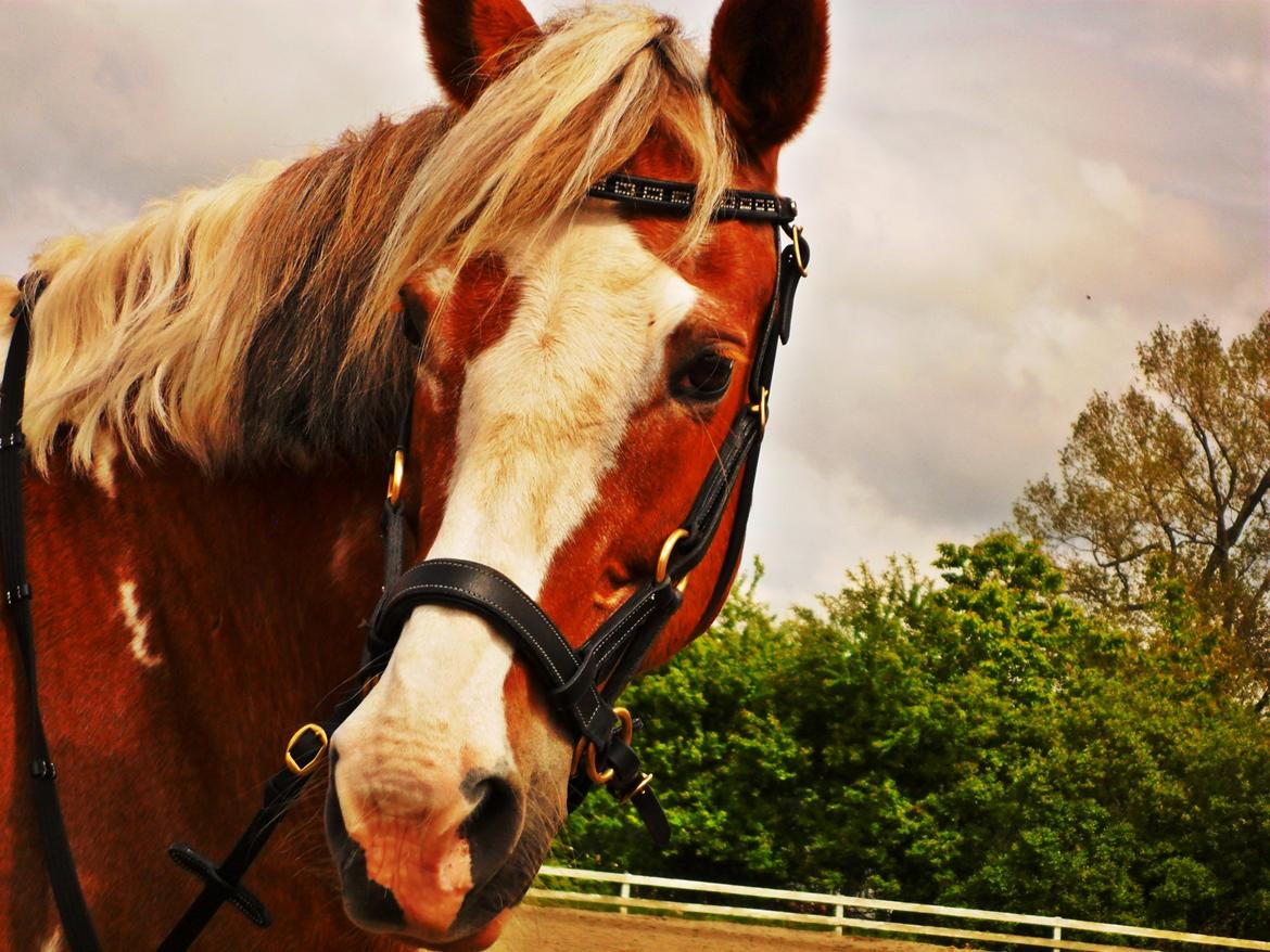 Pinto † Pucahontas † billede 1