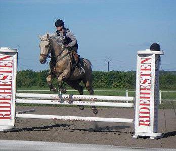 Palomino Palomino - Solgt - Her hopper jeg ham selv til undervisning ved Cassøe i 2006.  billede 4