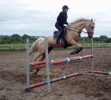 Palomino Palomino - Solgt - Her hopper jeg ham selv til undervisning ved Cassøe i 2006.  billede 5