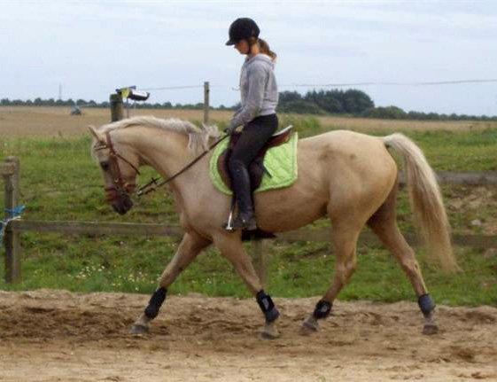Palomino Palomino - Solgt billede 6