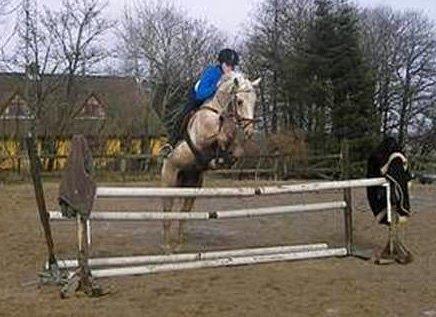 Palomino Palomino - Solgt - Charlotte der springer ham i Dec 2005.  billede 7