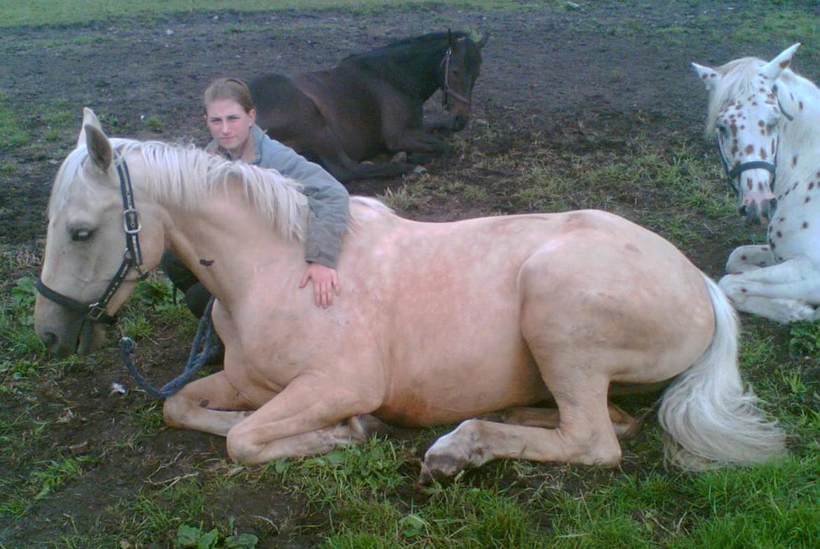 Palomino Palomino - Solgt billede 2